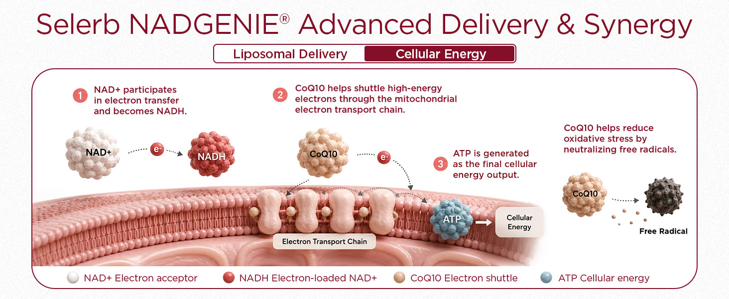 NAD+ Supplement for Women - NMN Alternative with β-NAD+, Trans-Resveratrol, CoQ10, D-Ribose - Promotes Cellular Renewal, Energy, and Radiant Skin Health - 60 Capsules Advanced