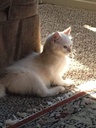 i-love-my-pets-llc-cat-immune-system---c-3.jpg
