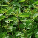 Sting Nettle (Urtica Dioica)- 100 frø av OrginBud
