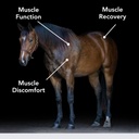 E-Se-Mag (20lb) for muskelfunksjon og gjenoppretting i hester