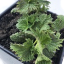 Organic Stinging Nettle Plant, Urtica dioica - Live Plant i 2.5" Pott - Overlevelsesmat, Nutritious Urt by Røyk Camp Crafts