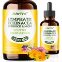 Lymphatisk dressing Drops Pack 1-lymph detox, sirkulasjon - lymfatiske dressing kosttilskudd med urter organisk, Echinacea, Dandelion, Burdock, Cleaver Herb - immunsystem støtte og rengjøring