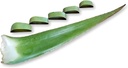 3 pund organisk ekstra stor Aloe Vera Barbadensis grønne blader