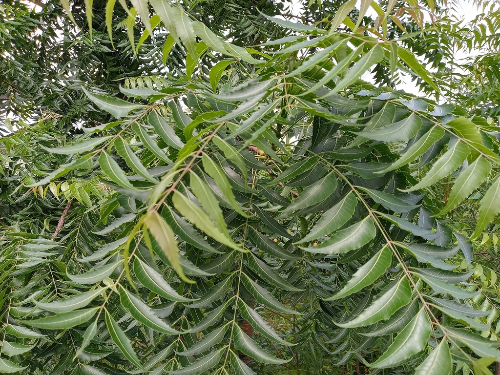 Fresh Organic Neem Leaves - Azadirachta Indica | Indian Lilac | Margosa | Veppilai | Aryaveppu | Nimba | Certified Fresh from Florida |Harvested Fresh & Shipped