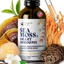 HAPPY FOX Irish Sea Moss flytende dråper & Mushroom Tinktur - Seamoss med 7 Adaptogene Mushroom ekstrakter for kognitiv støtte & Gut helse, Mushroom Coffee Elixir, ren Vanilla Flavor