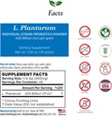 Mat For Gut Lactobacillus Plantarum Probiotic Powder 400 milliarder cfu i USA | Ingen tilsetningsmidler Direkte fra produsenten | Ingen tredjepartslagring | Immunstøtte | 30 gram (1,05 Oz)