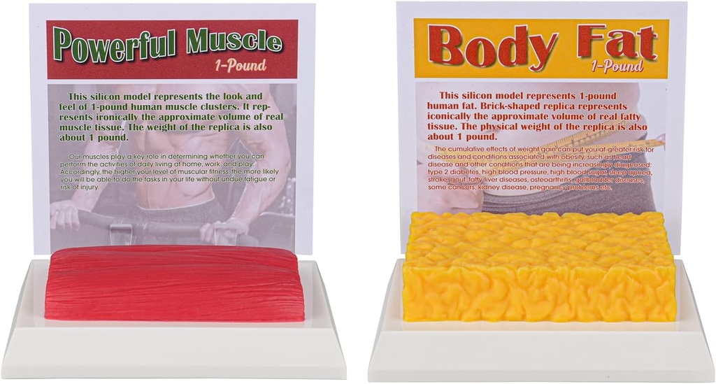 SimCoach Human Body Fat & Muscle Replica 1 Lb, Hold Fit & Xtreme Motivasjon & Påminnelse, Human Muscle Fat Modell for ernæringsekspert, Atlete
