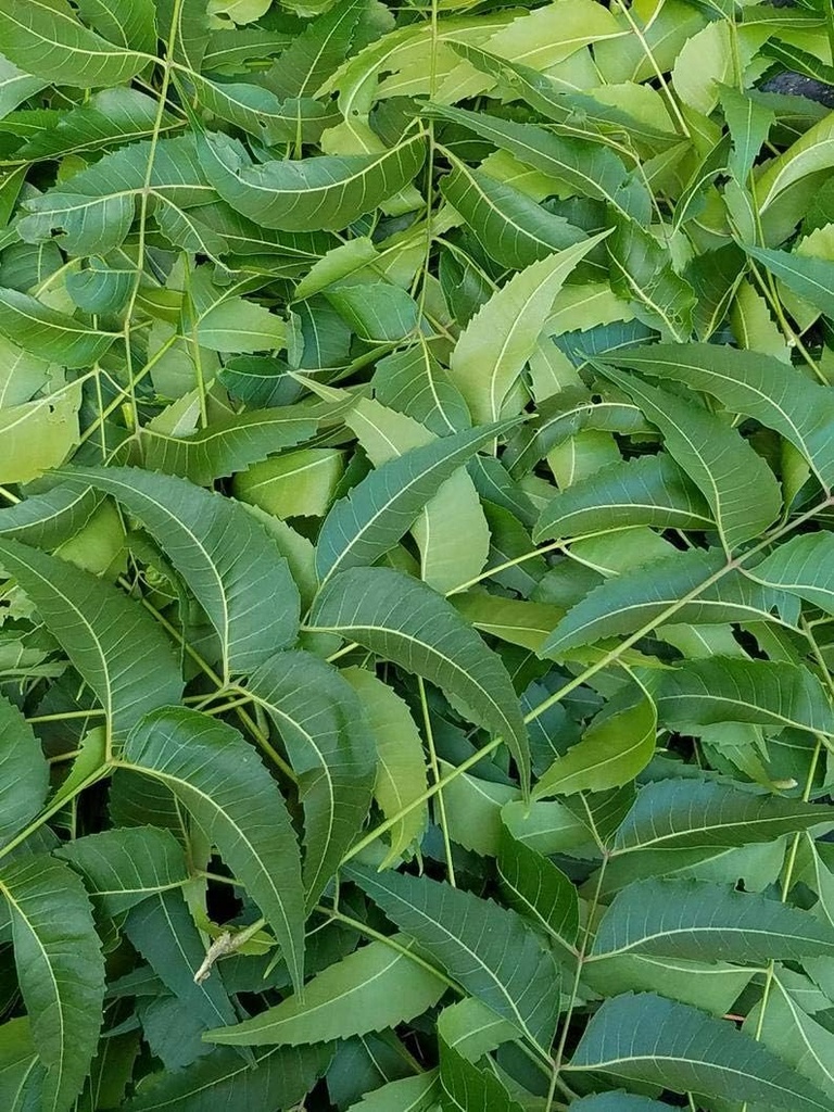 Fersk Neem Leaves, Azadirachta Indica, Margosa, fra Sør-Florida. (3 OZ)