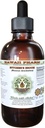 Butcher's Broom alkohol-fri flytende ekstrakt, organisk slakter kost (Ruscus akuleatus) tørket rot glyseritt Hawaii Pharm Naturlig Herbal Supplement 4 oz