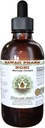 Noni alkohol-fri flytende ekstrakt, organisk noni (morinda sitronfolia) tørket frukt glyseritt naturlig herbal supplement, Hawaii Pharm, USA 2 fl.oz