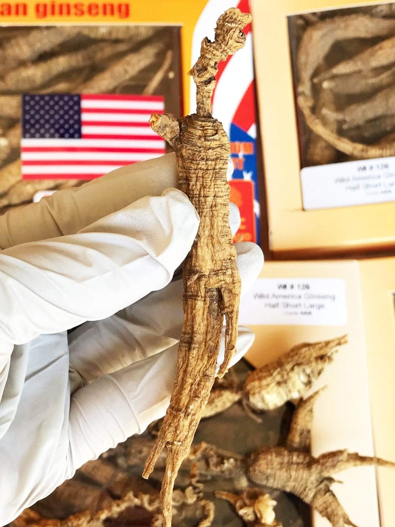 8OZ=227g/Box Amerikansk Wild Ginseng 15 ~ 20 år, Wisconsin Hele Ginseng Root Håndvalgt | 美 美 国 参 参 参 | | | | | | | | | | | | | | | | | | | | | | | | | | | | | | | | | | | | | | | | | | | | | | | | | |