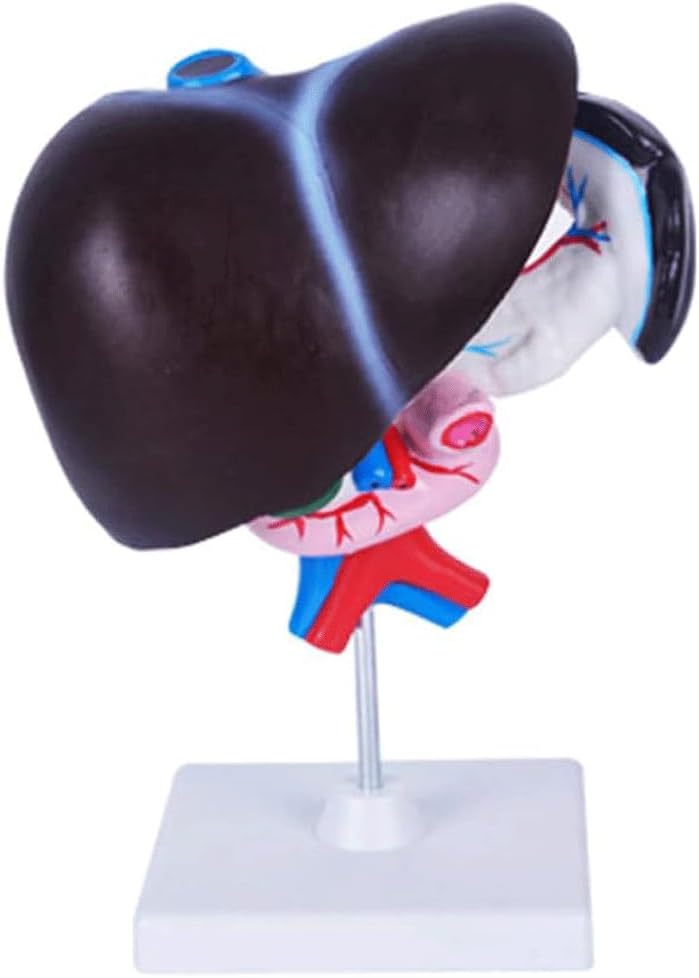 FROON Human Organ Model Kunstig Liver Pancreas Duodenum Modell Liver Læremidler Medisinsk Liver Anatomy Modell Avtakbar i 3 Deler for studieverktøy for skolestudier