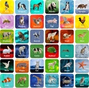 Hebayy 36 Pair Animal Matching Spill Flash Cards Erasable (hver tiltak 2\" X 2\")