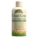 Hage Grønne Hvite Gras væske med ekte Ginger Extract, Naturens perfekte supermat, 32 porsjoner