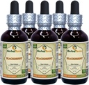 BlackBerry (Rubus friticosus) Tinktur, organisk tørkede blader flytende ekstrakt (merkenavn: HerbalTerra, stolt laget i USA) 5x2 fl.oz (5x60 ml)