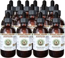 Echinacea alkohol-fri flytende ekstrakt, Echinacea (Echinacea Angustifolia) tørket rot glykeritt Hawaii Pharm Naturlig Herbal Supplement 15x4 oz