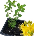 Organic Saint John's Wort Plant, (Hypericum Perforatum) 2,5 tommers pot - St. John's Wort Live Plant