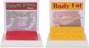 SimCoach Human Body Fat & Muscle Replica 1 Lb, Hold Fit & Xtreme Motivasjon & Påminnelse, Human Muscle Fat Modell for ernæringsekspert, Atlete