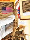 8OZ=227g/Box Amerikansk Wild Ginseng 15 ~ 20 år, Wisconsin Hele Ginseng Root Håndvalgt | 美 美 国 参 参 参 | | | | | | | | | | | | | | | | | | | | | | | | | | | | | | | | | | | | | | | | | | | | | | | | | |