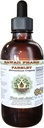 Parsley alkohol-fri flytende ekstrakt, Parsley (Petroselinum Crispum) Root Glycerite Naturlig Herbal Supplement, Hawaii Pharm, USA 2 fl.oz